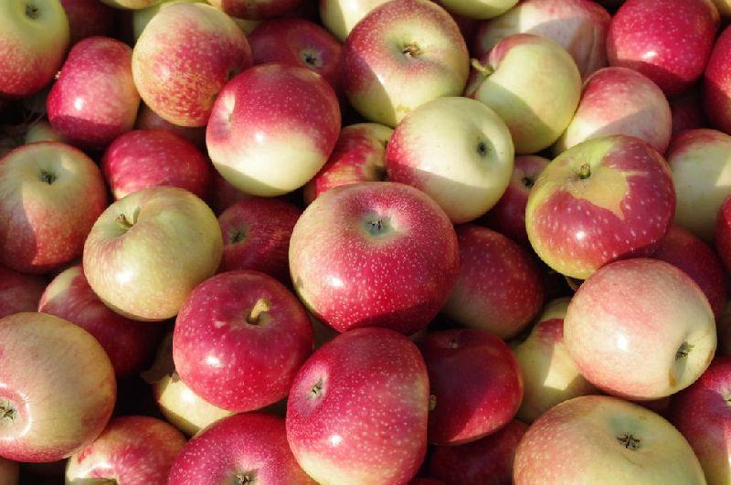 Top health Benefits of apples 2022